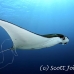 ray_manta_l_gll_h_0006_kom0014.jpg